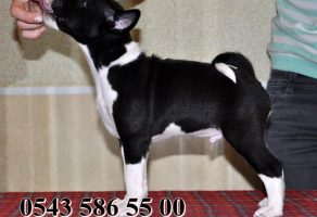 Satılık Basenji Yavruları