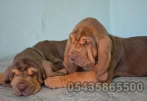 Satılık Bloodhound Yavruları