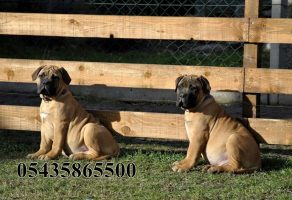 satılık bull mastiff yavruları