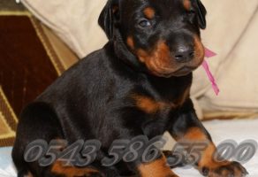 Satılık King Doberman Yavruları