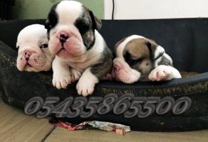 Safkan İngiliz Bulldog