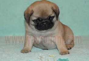 İstanbul da Satılık Pug Mops Yavruları