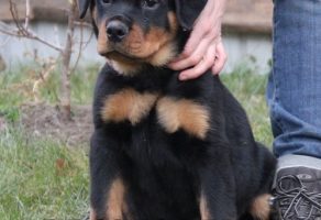 Macar Rottweiler Yavruları