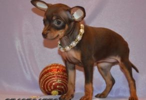 Satılık Russian Toy Terrier Yavruları