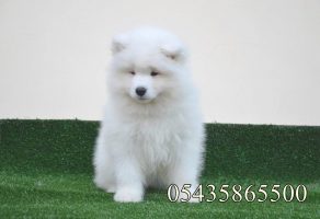 Satılık Samoyed Yavruları