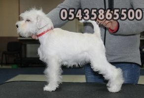 Satılık Beyaz Schnauzer Yavru