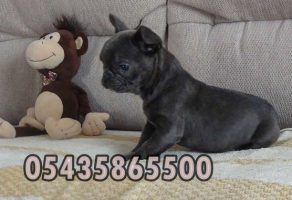 Satılık Blue Fransız Bulldog Yavru