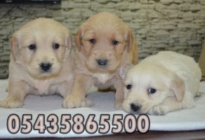 golden retriever fiyatları pet shop