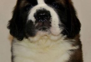 Satılık Saint Bernard Yavruları