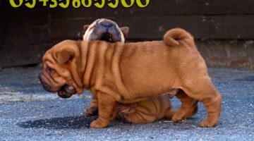 sharpie köpek fiyatları