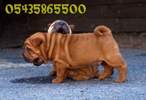 Satılık Buruşuk Shar Pei Yavruları