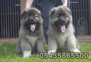 Kafkas Çoban Köpeği Çiftliği