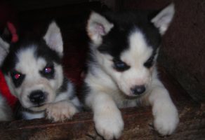 Safkan Sibirya Kurdu Husky Yavruları