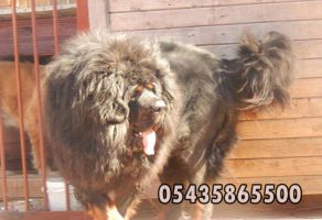 Tibet Mastifi – Tibetan Mastiff