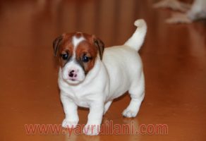 Safkan Jack Russel Yavrularımız