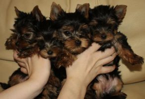 Sıfır Numara Yorkshire Terrier Yavruları