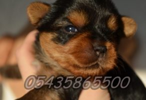 Satılık Yorkshire Terrier